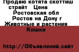 Продаю котята скоттиш-страйт › Цена ­ 2 500 - Ростовская обл., Ростов-на-Дону г. Животные и растения » Кошки   